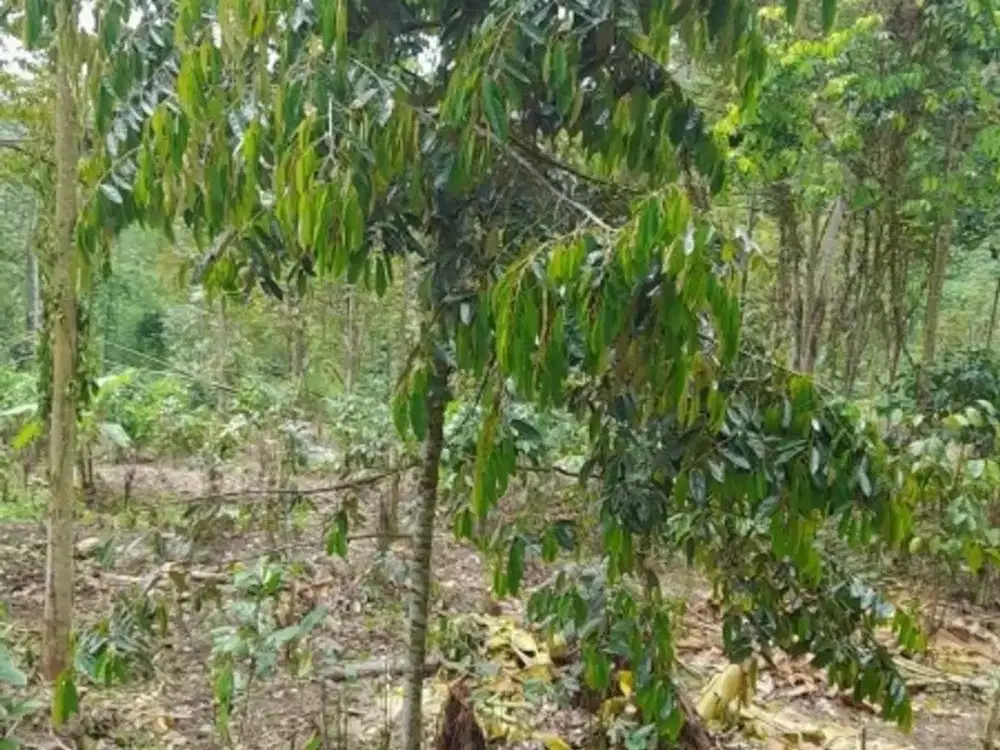 Tanah Kebun Kopi Dan Durian Murah Di Tajinan Malang Akses Mobil