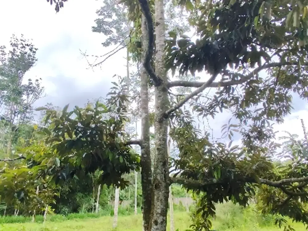 Tanah Kebun Durian Di Poncokusumo Malang Ada Sumber Airnya Akses Truk