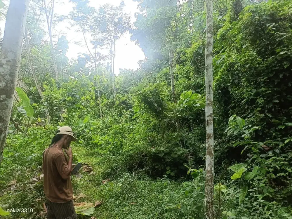 Tanah Kebun Murah Luas 1,5 Hektar Di Bantur Malang