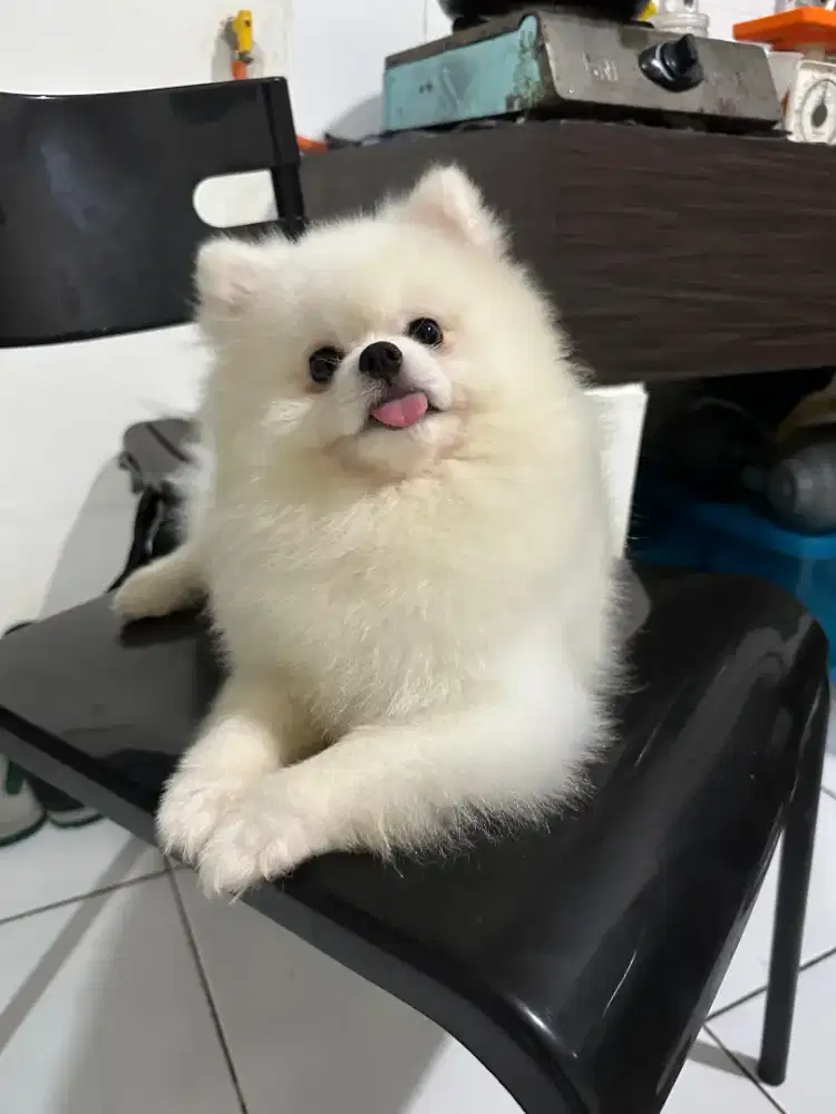 Dijual Pejantan Pomeranian