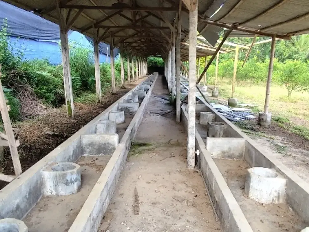 Tanah Kebun Murah Durian Alpukat Jeruk Kandang Sapi Di Wajak Malang