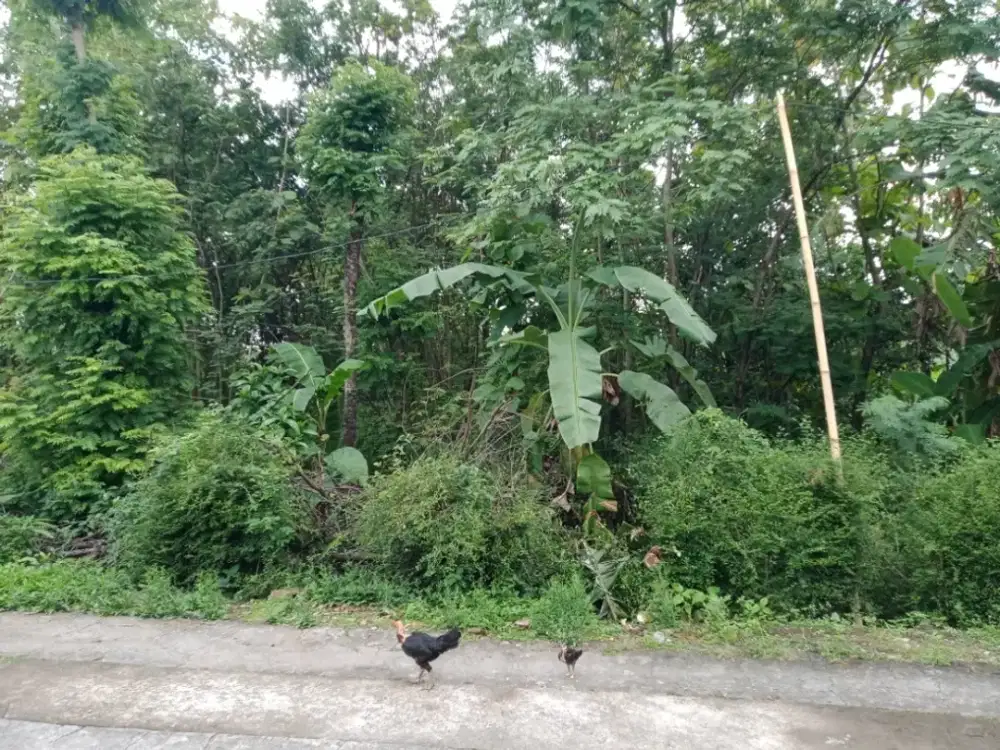 Aset BTN Solo Tanah Pekarangan di Demangan Sambi - Boyolali
