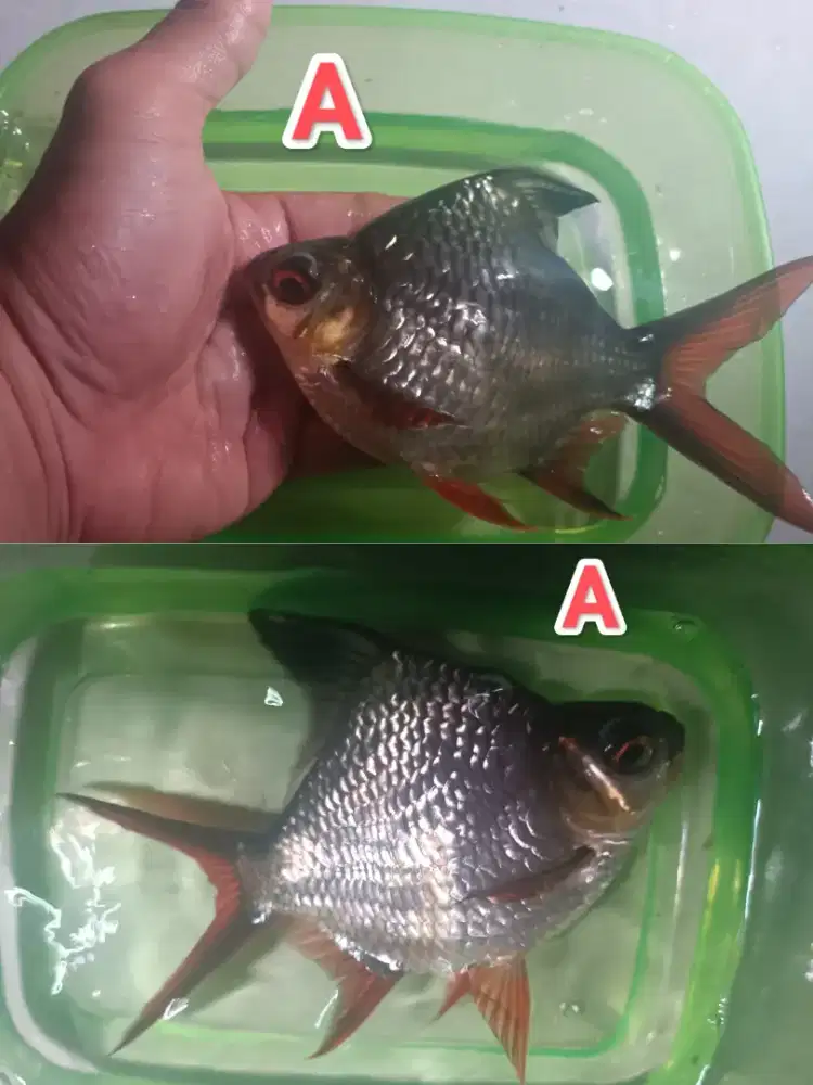 Kaviat green sb king jumbo cakep