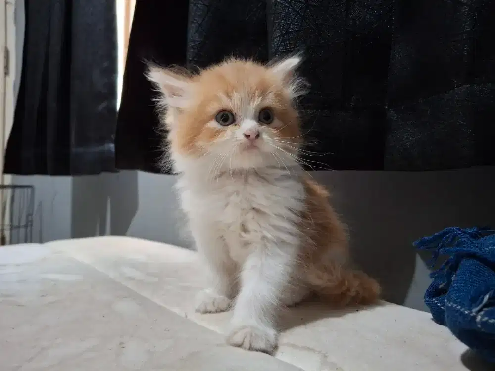 Kucing Persia Mix Norwegian Forest