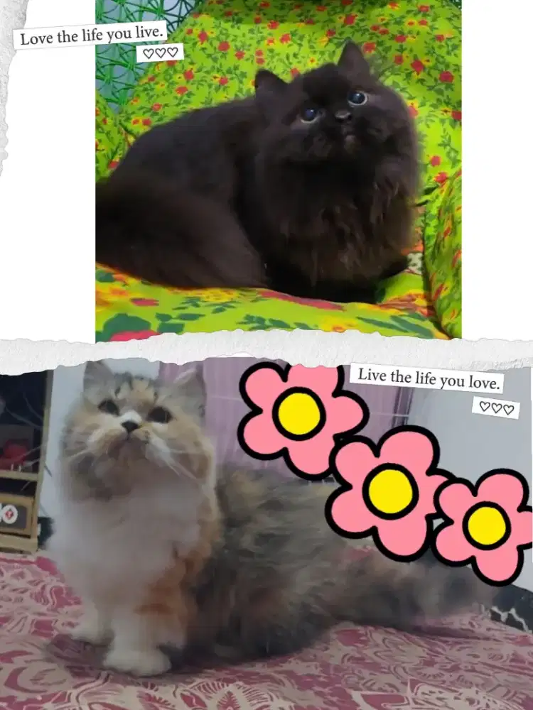 Sepasang Munchkin Minuete dan Munchkin BLH