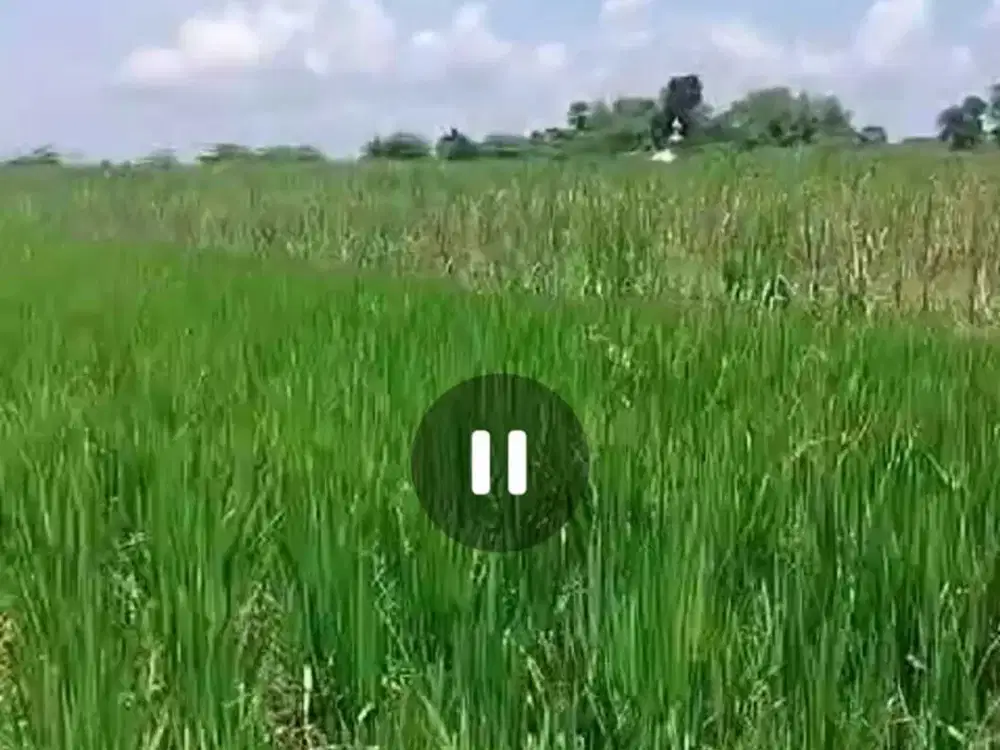 Dijual tanah nol jalan Sumobito, Jombang