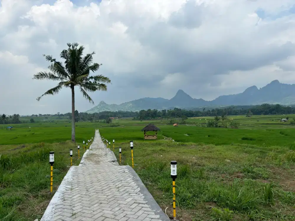 Kavling sawah SHM tanjungsari Bogor