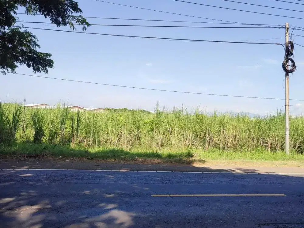 Disewakan lahan tebu 8ha Situbondo