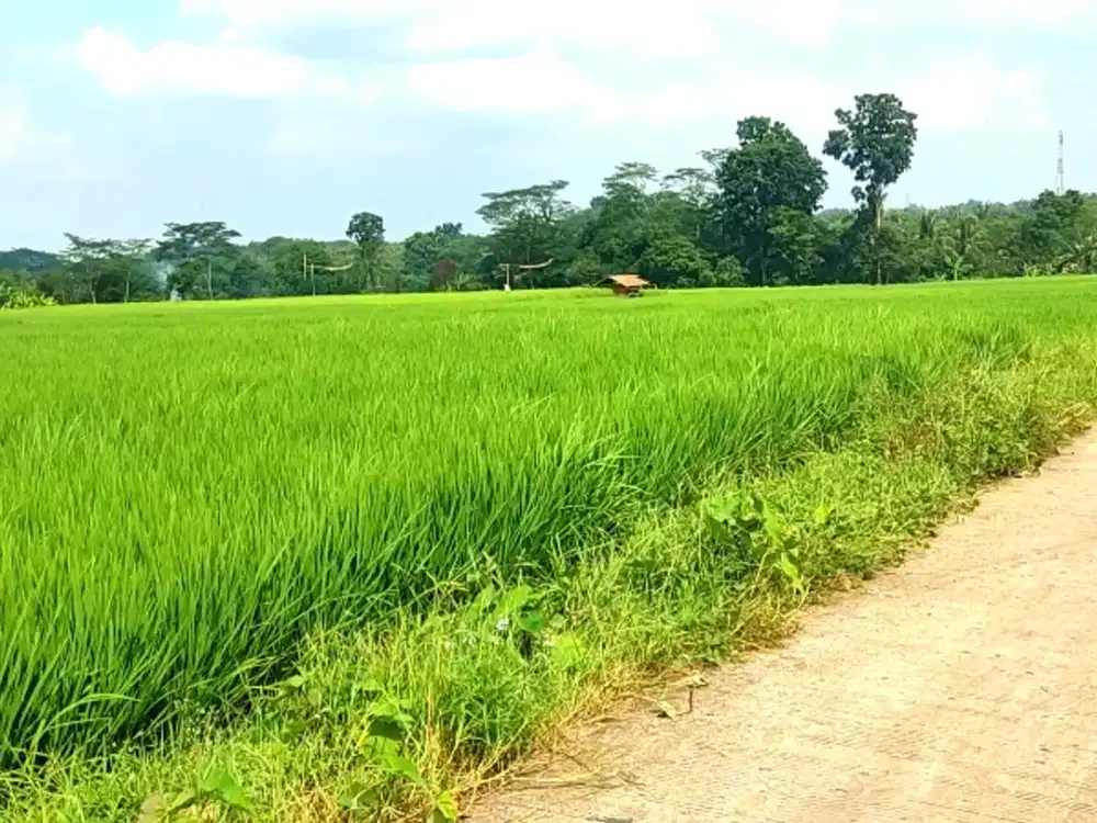 Dijual cepat tanah SHM sawah produktif tiap tahun di Rumpin