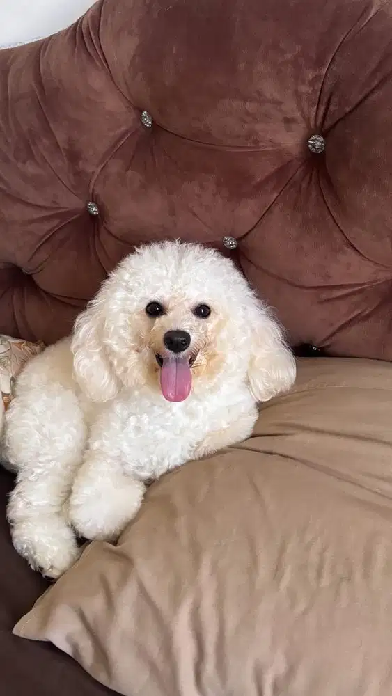 Di jual anjing bichon / poodle