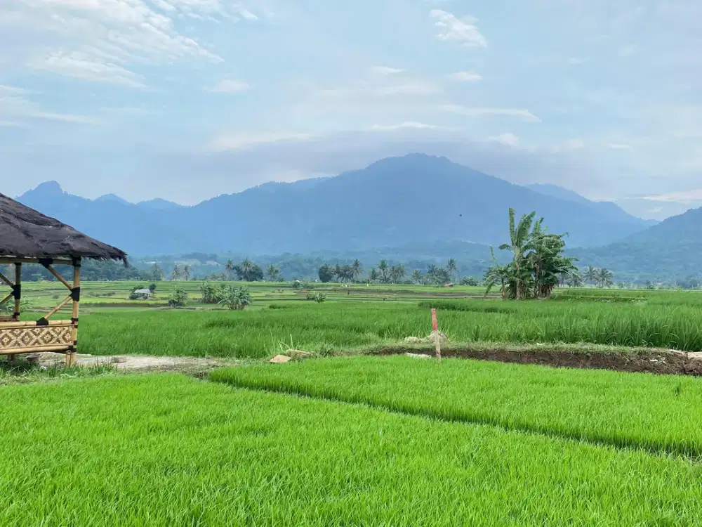 Kavling sawah SHM Bogor