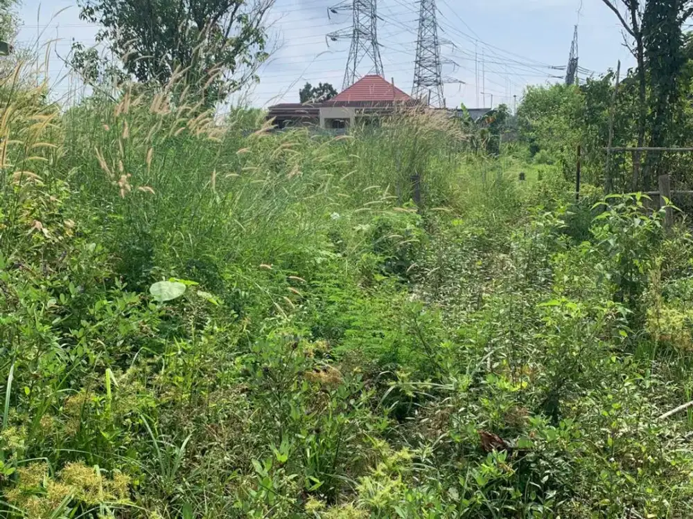 Tanah 3 ha di jual di Tanjung Barangan