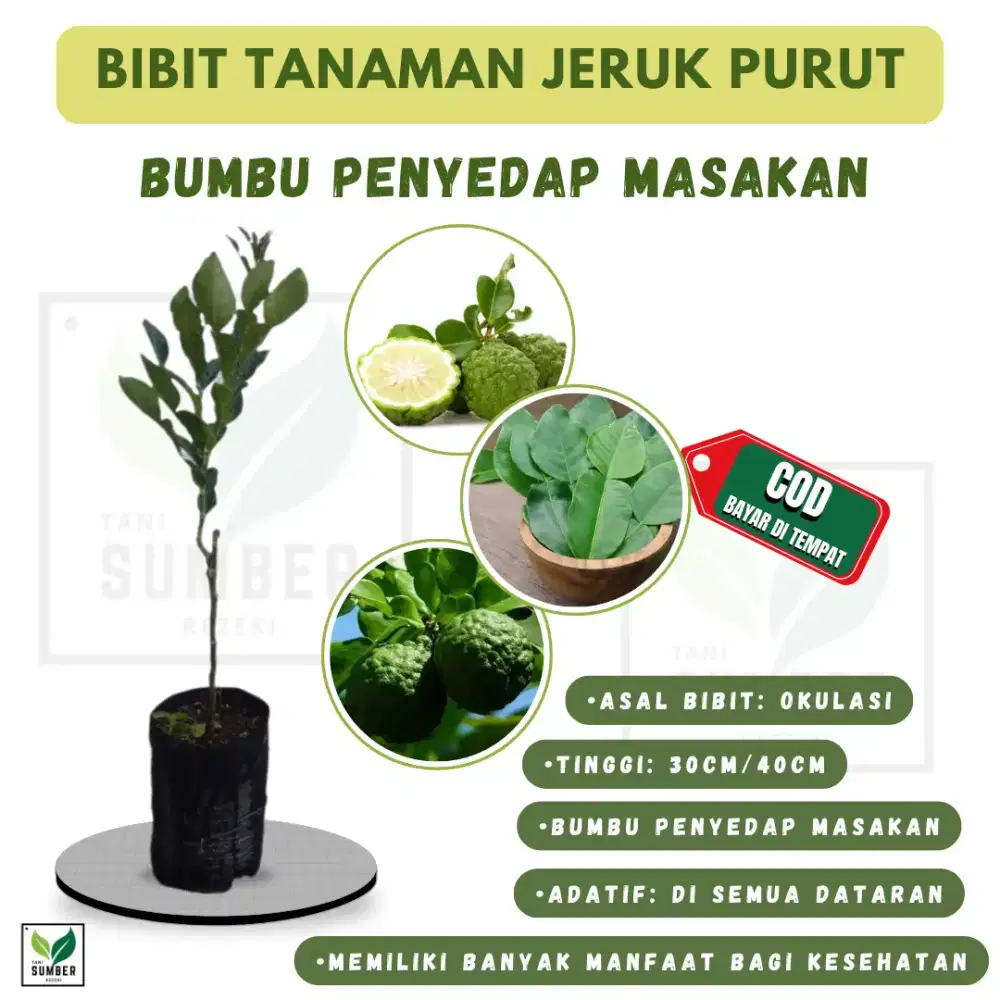 Tanaman Bibit Purut Daun Angka 8