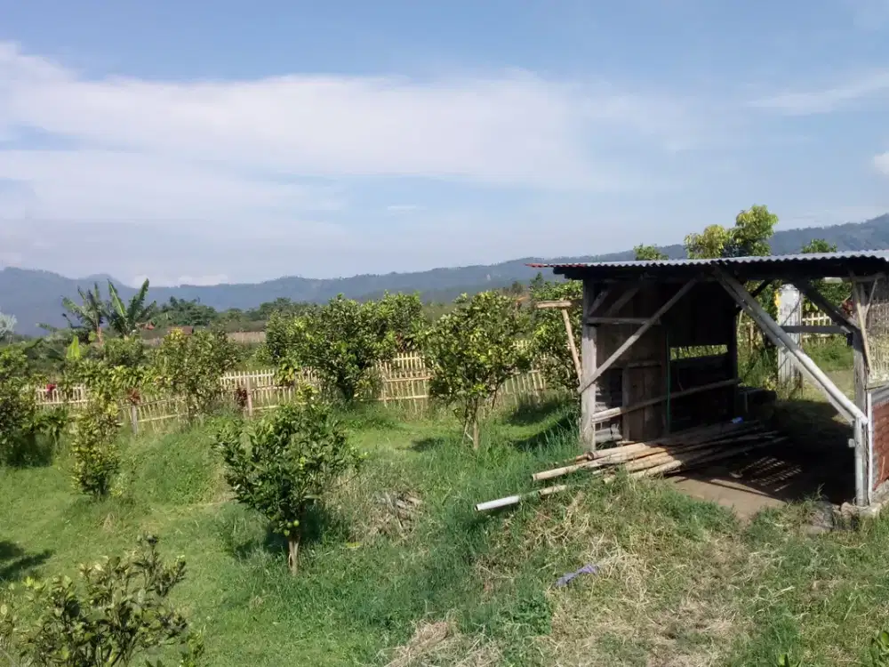 Kebun Jeruk Muda Poros Jalan Desa Kota Batu