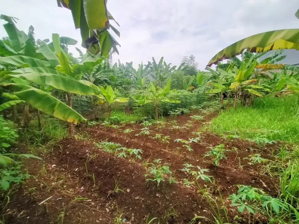 Tanah di Pondok Cabe ilir Pamulang - Tangerang Selatan