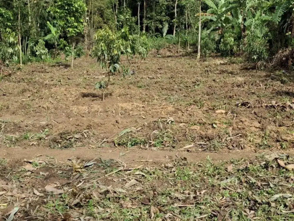 JUAL TANAH MURAH KEBUN ALPUKAT MALANG