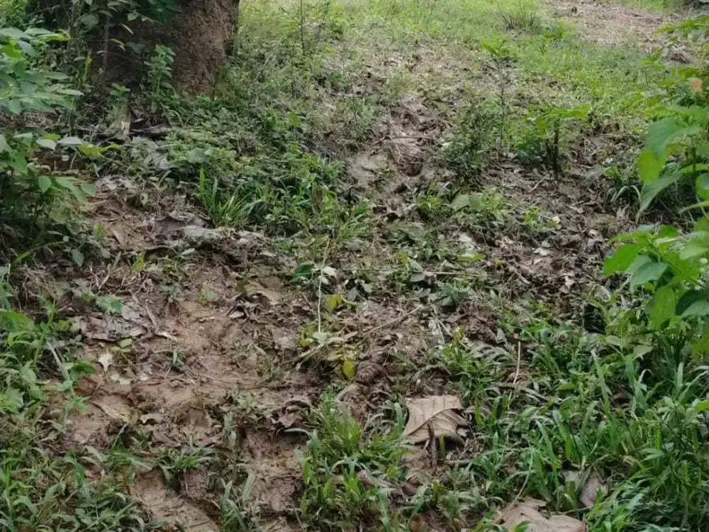Tanah Darat Murah Di Jalan Utama Bisa Untuk Perkebunan