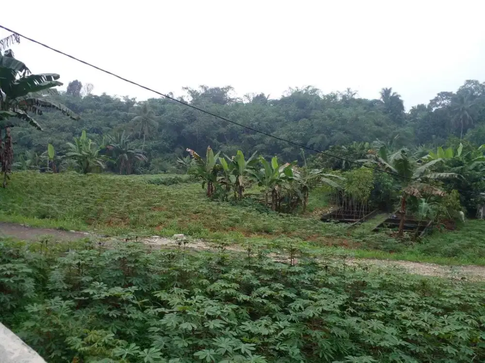 Tanah Kaveling Ciampea Cicilan 12x Tanpa Bunga 0%, 10 Menit Kampus IPB