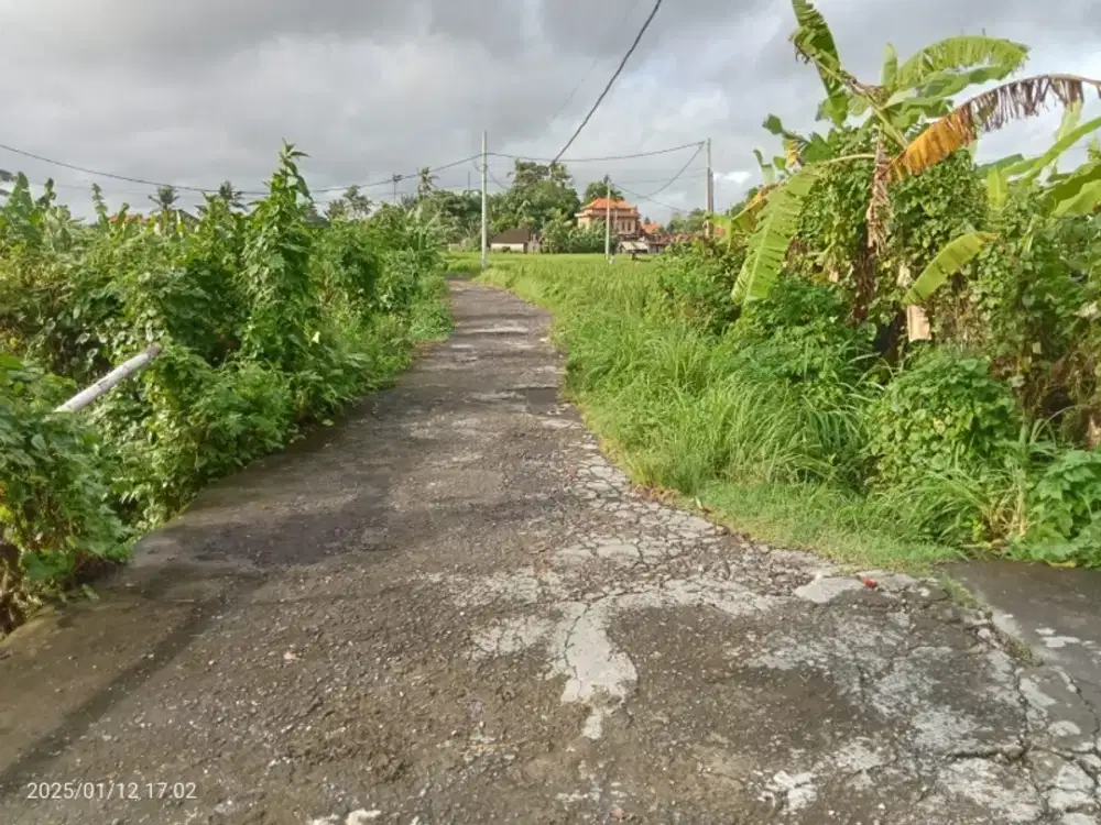 Di jual tanah kavling 200m2 di celuk Sukawati