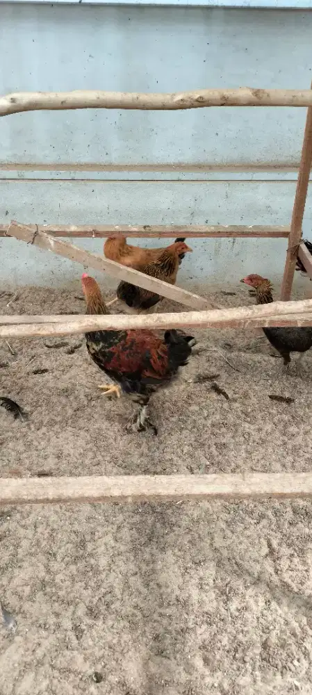 Jual ayam brama