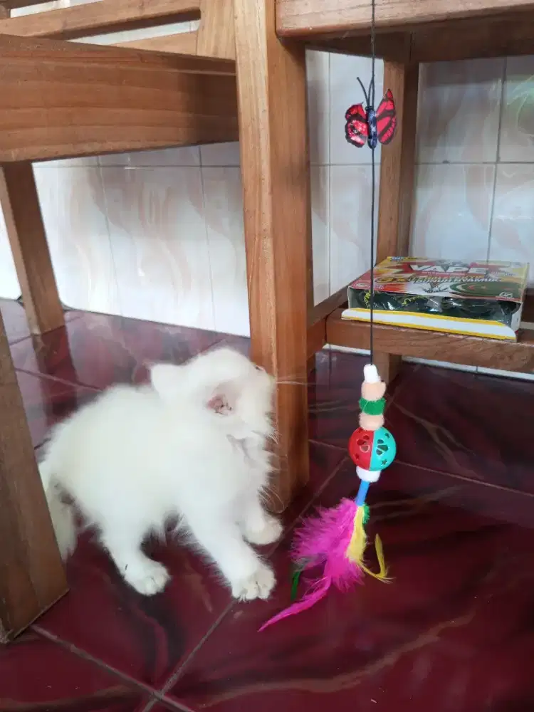 LEPAS ADOPP KUCING PERSIA UMUR 3 BULANN