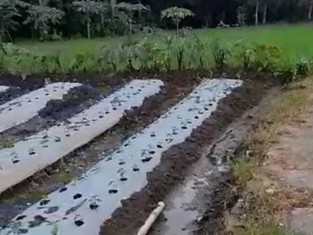 MURAH TANAH SAWAH JALUR KUNING DEKAT JALAN PALAGAN PAKEM JK13137