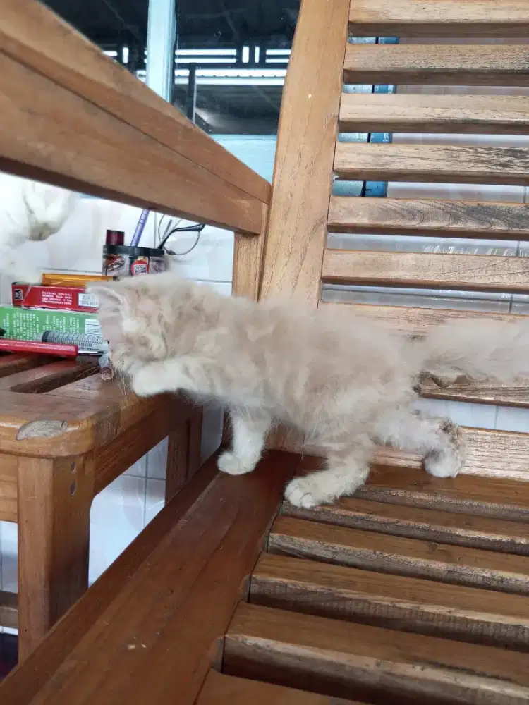 LEPAS ADOP KUCING PERSIA UMUR 3 BULANN COKLAT