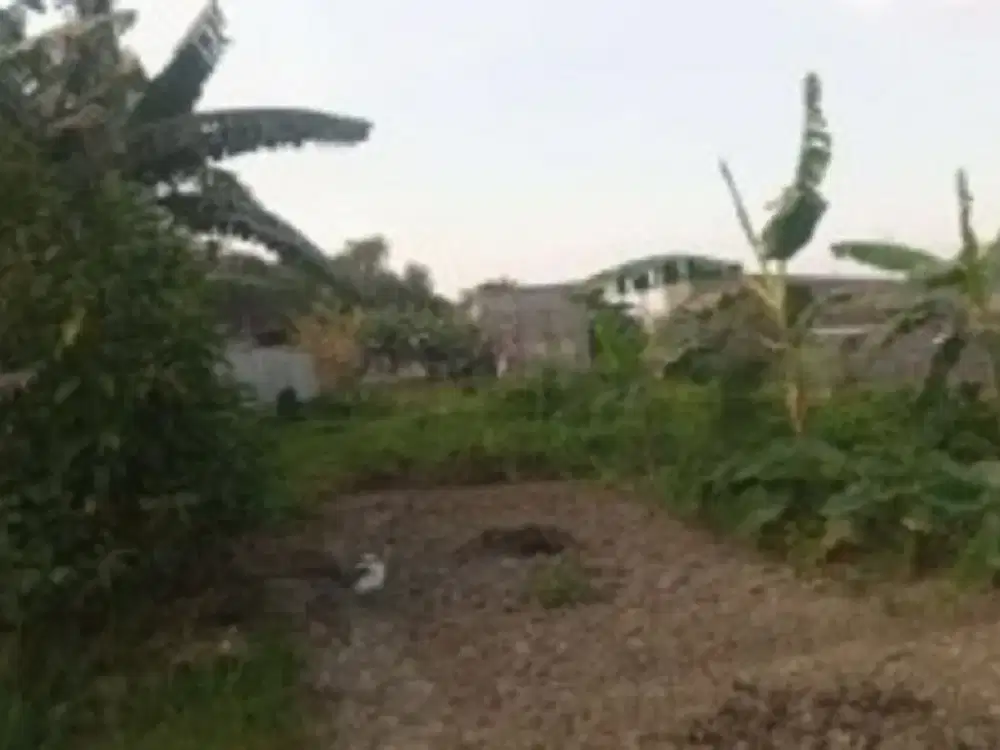Tanah Kelurahan Singosari Kec Kebomas Kab Gresik