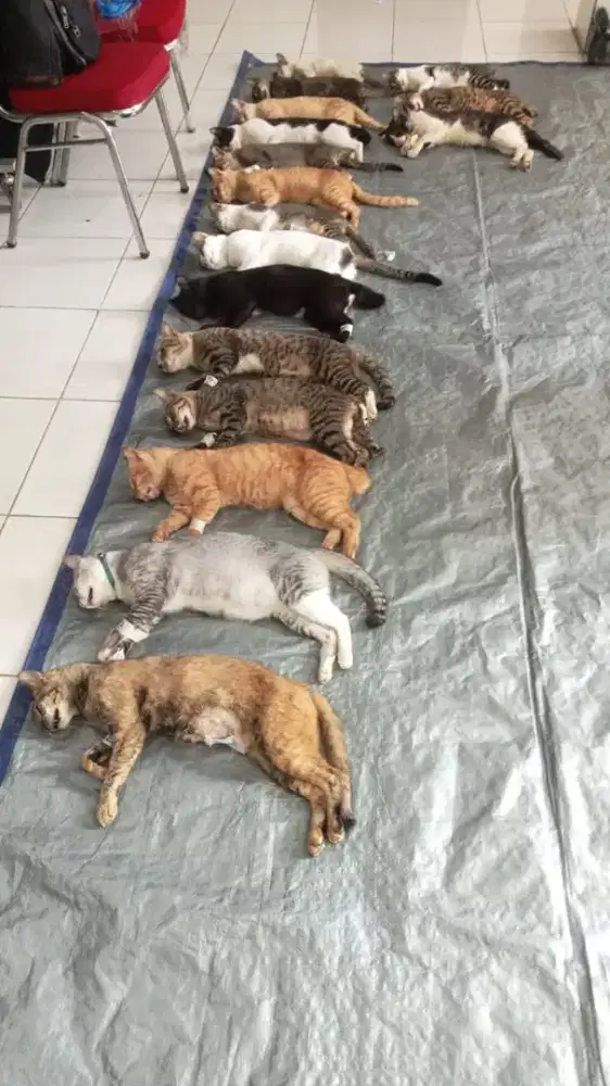 Steril kucing domestik