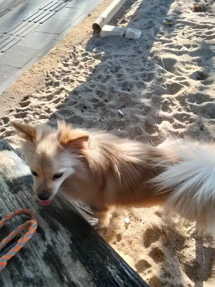 Adopsi betina 10bln full vaksin
