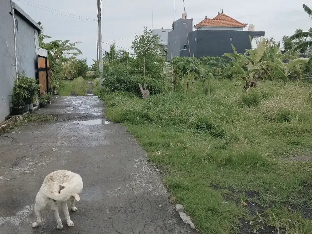 Di Jual Tanah 200M2 Di  Celuk Gianyar