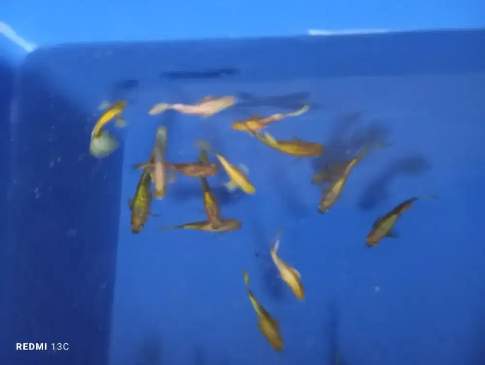 Partai an ikan guppy full gold