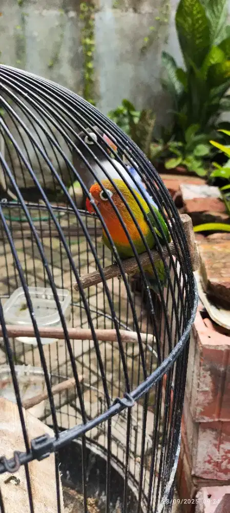 Lovebird Umur 2 Bulan