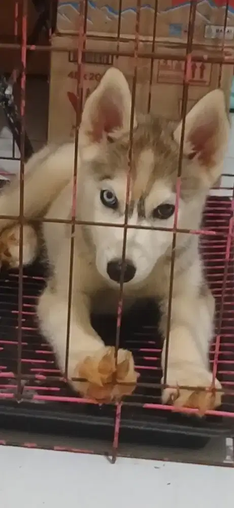Anak Anjing Betina Husky