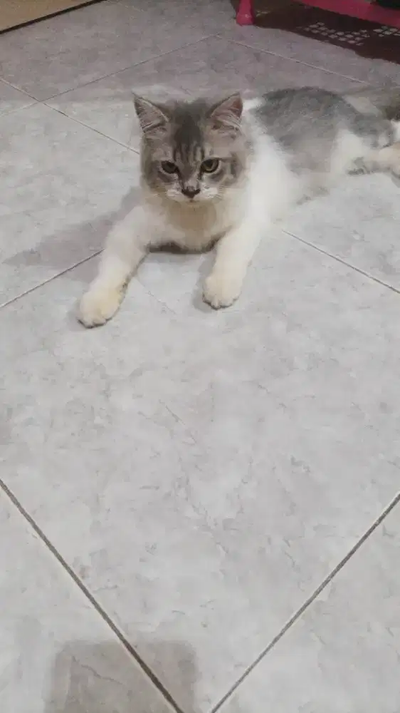 Kitten Persian 5bln Longhair