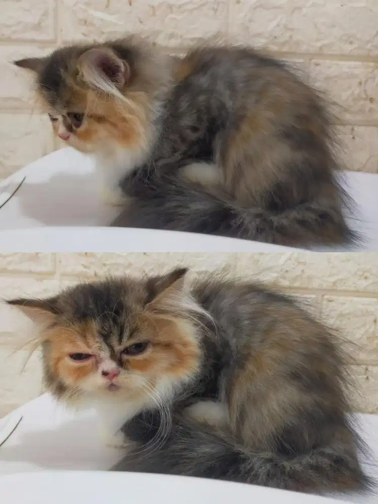 Kucing calico peaknose longhair