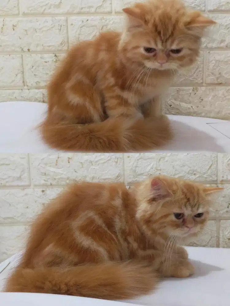Kitten Peaknose oren