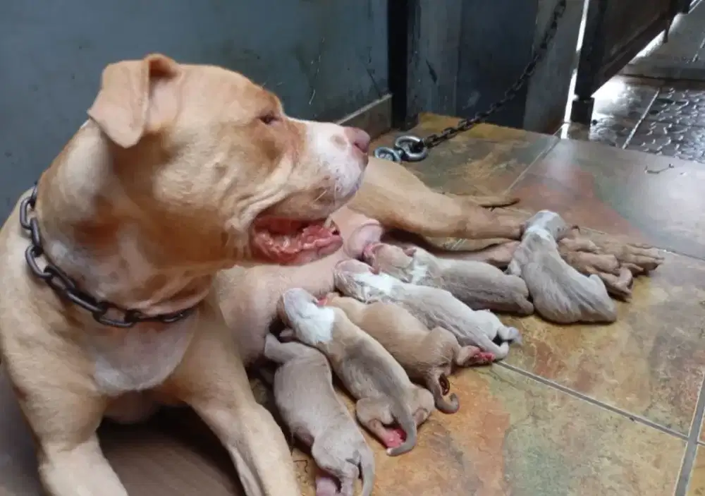 Puppies 100% pitbull big size