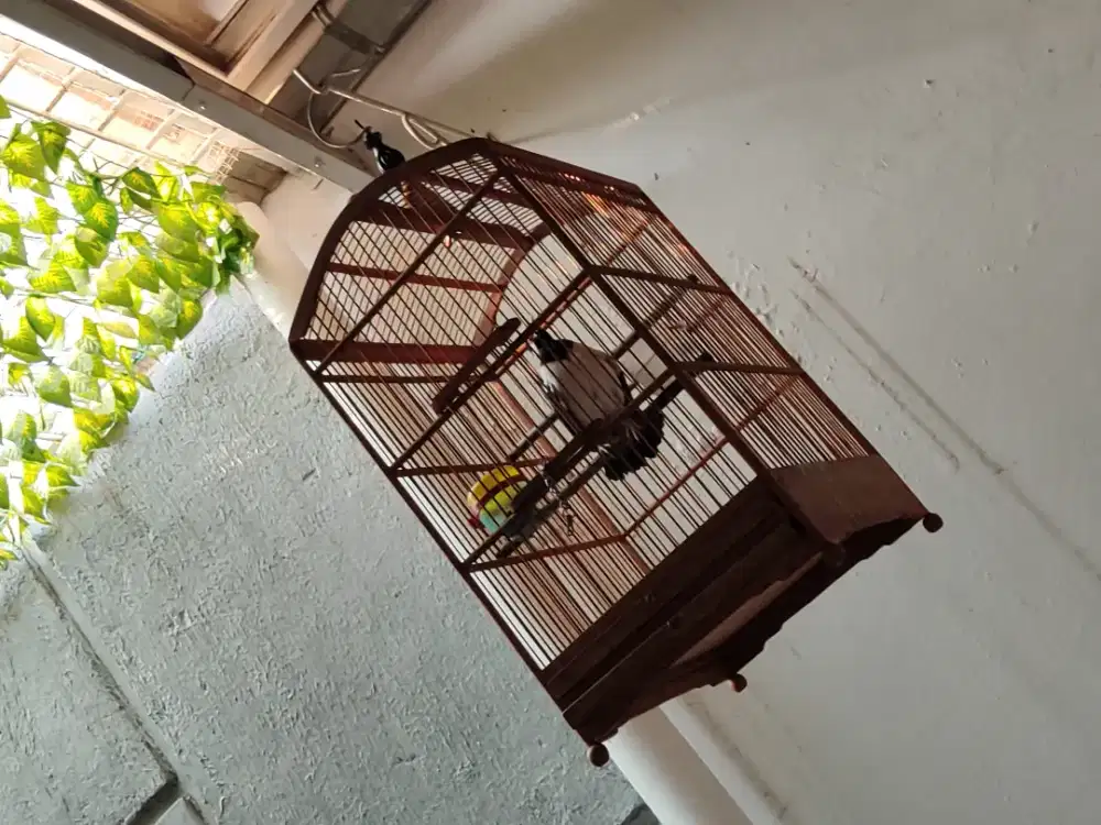 Burung jalak suren gacor dor