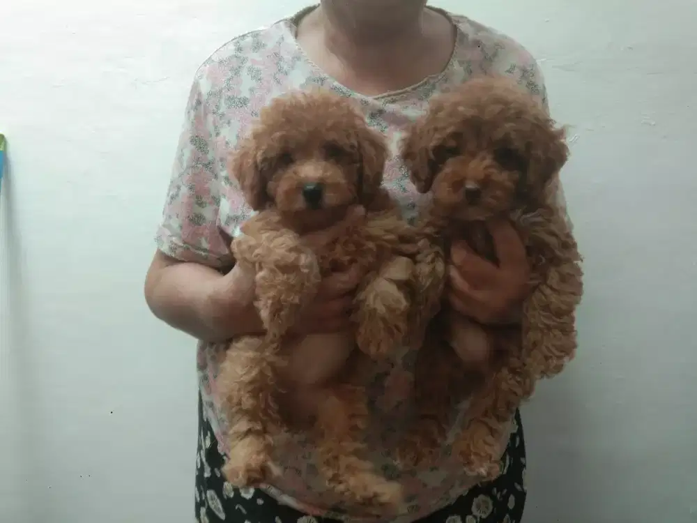 Jual puppy's  puddle sepasang Usia  2  bulan