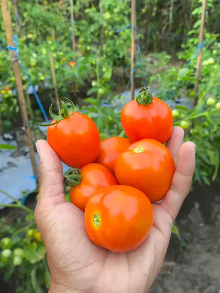 Tomat Buah Sayur Fresh Dari Petani Jamin Murah