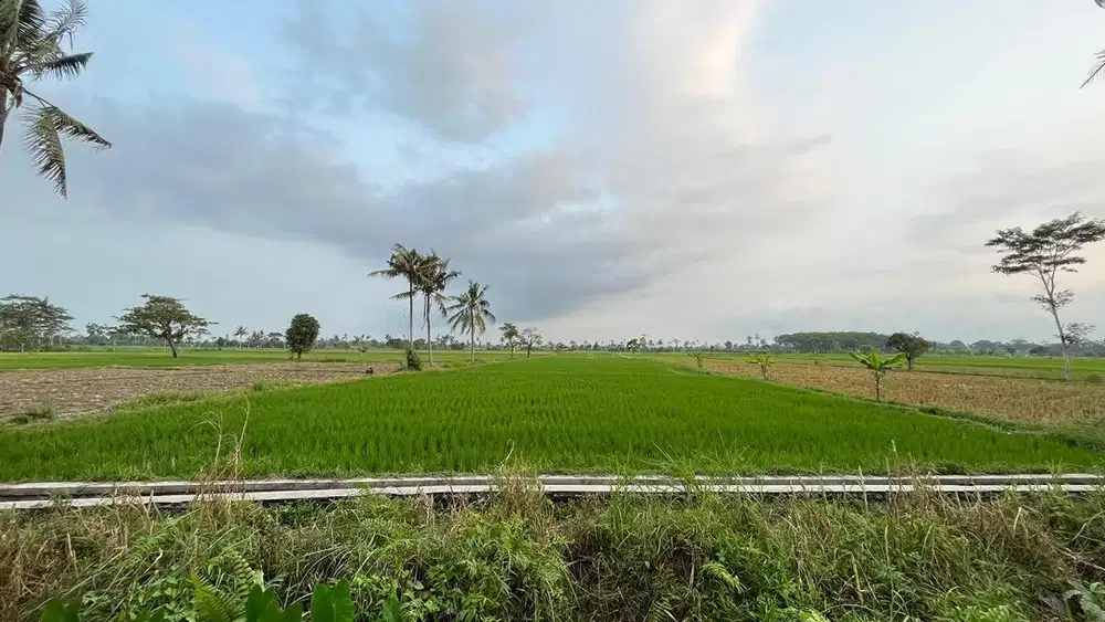 Tanah Sawah Pinggir Jalan Aspal 4474m2