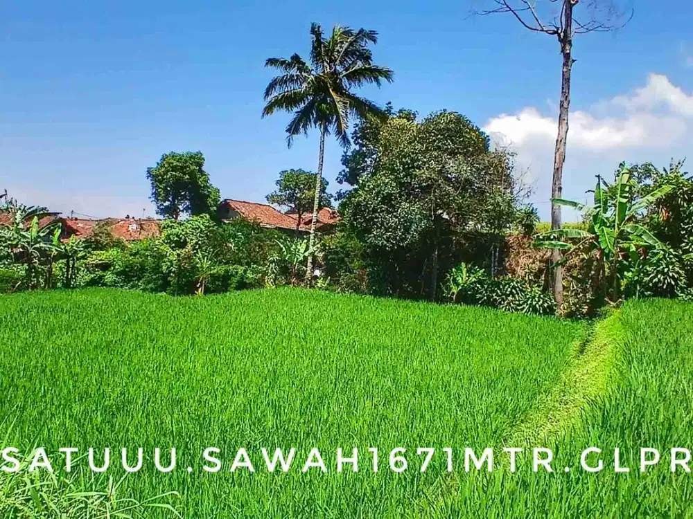 Dijual tanah sawah luas pinggir jalan lokasi bagus strategis subur