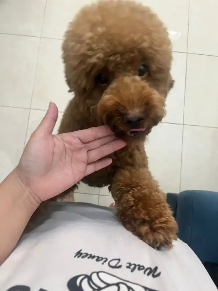 Anjing Poodle 15 bulan