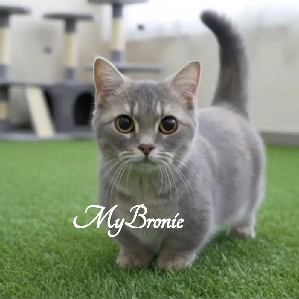 Kucing munchkin british/kucing cebol betina