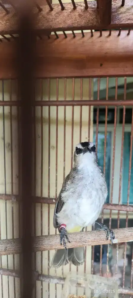 Trucukan Muda Jinak
