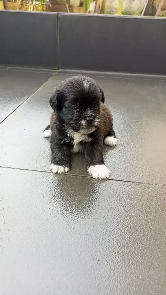 Puppy Shipom betina