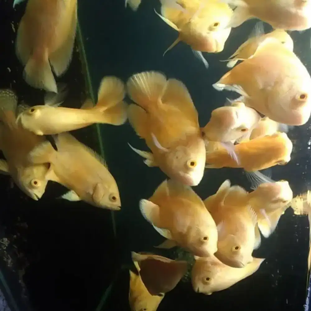 Ikan hias oscar paris anakan
