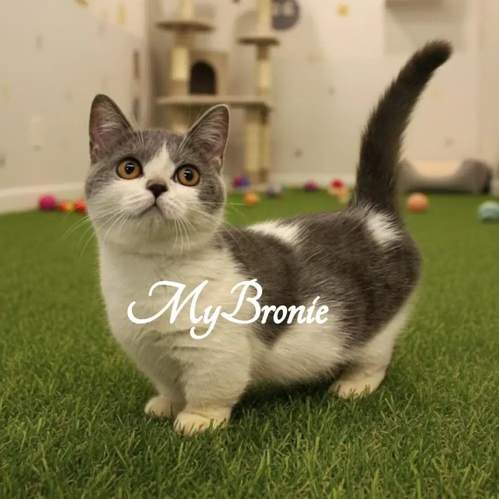 Kucing munchkin british betina 4 bulan