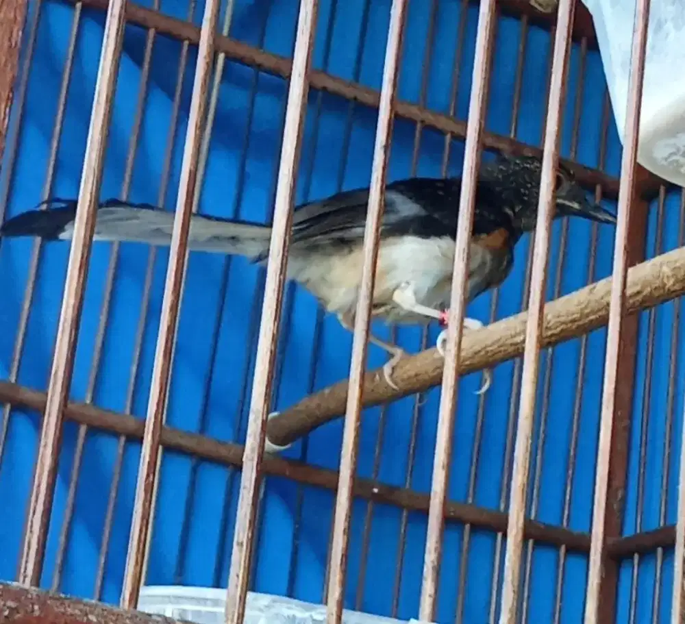 Murai jantan trotol trah panda
